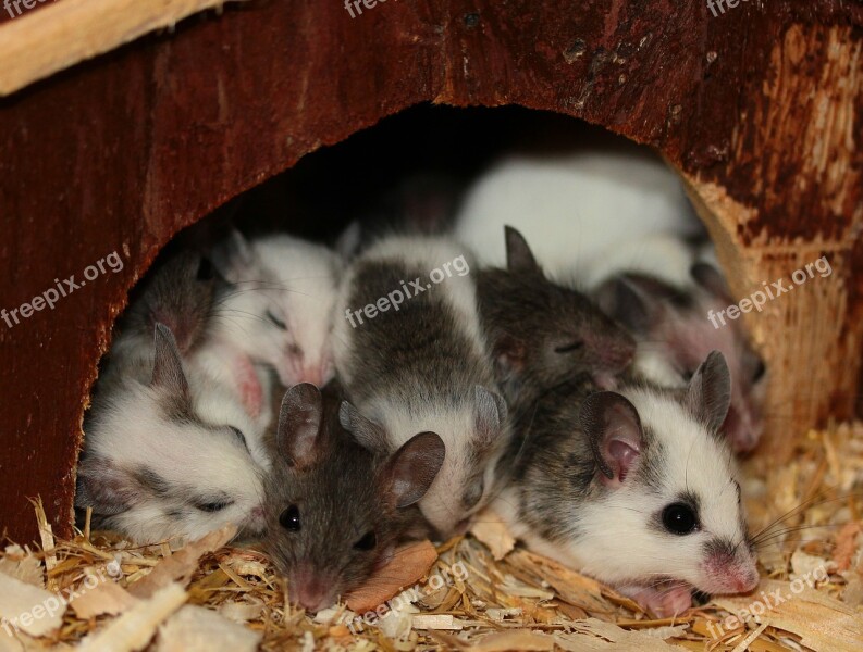 Mouse Mastomys Nager Rodents Close Up