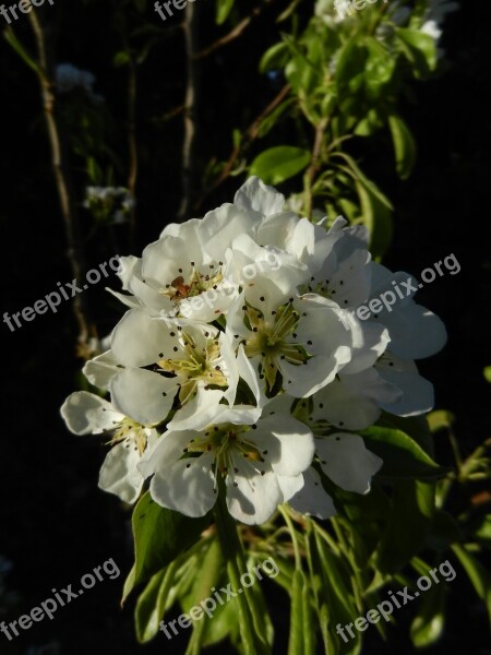 Cherry Blossom Garden Outdoor Nature Blossom