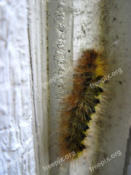 Caterpillar Climbing Fuzzy Insect Animal