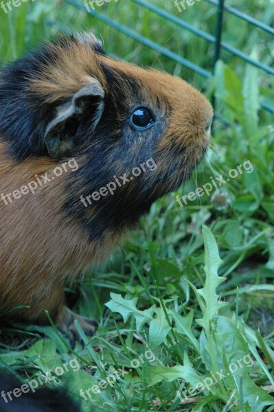 Guinea Pig Animal Cinnamon Cute Mammal