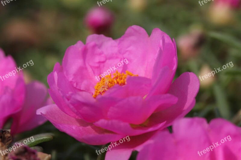 Flower Portulaca Pink Nature Floral