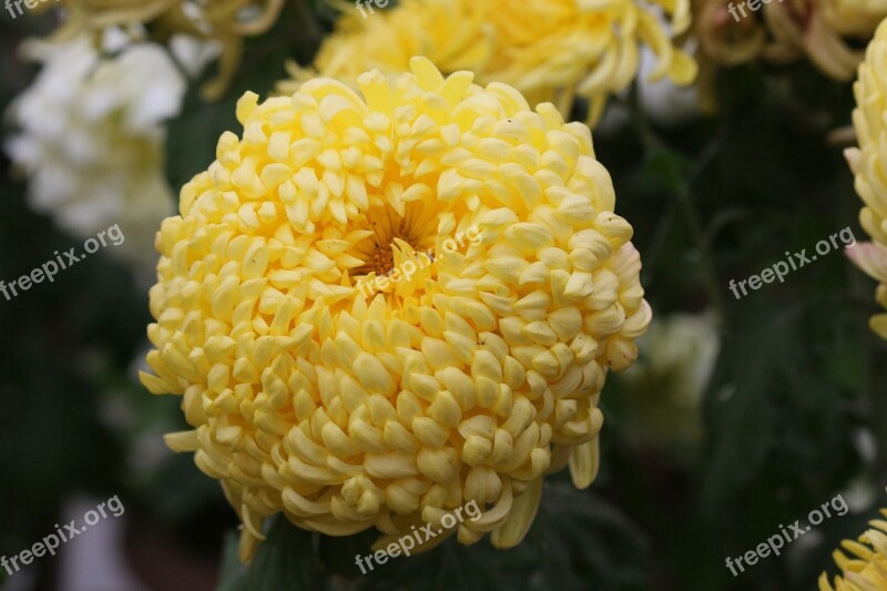 Flower Chrysanthemum Yellow Free Photos