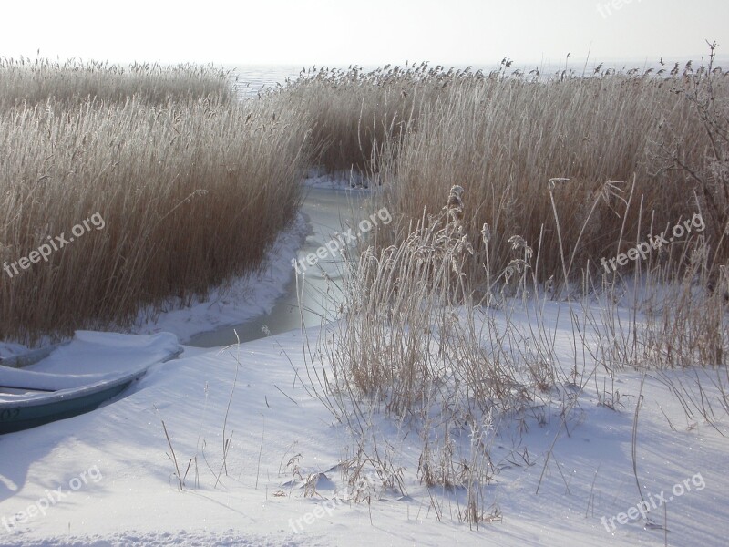 Winter Wintry Bank Reed Hoarfrost