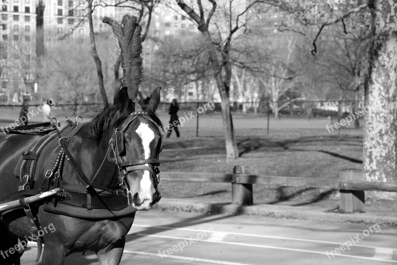 Horse Carriage Manhattan Park Romantic