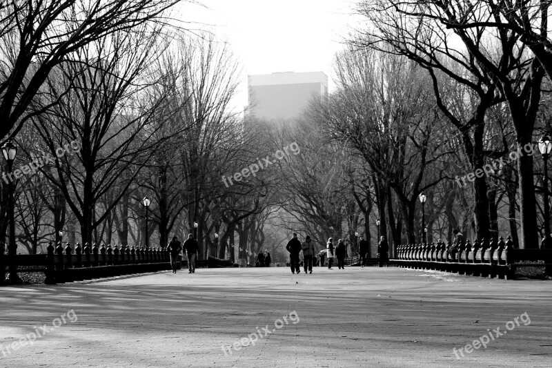 Park Manhattan Walking Nature Trees