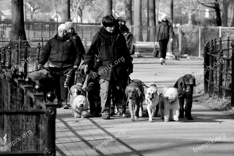 Park Dog Walk Entrepreneur Outdoors