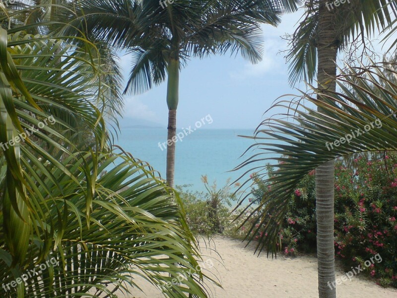 Palm Tree Beach Palm Beach Summer Tropical