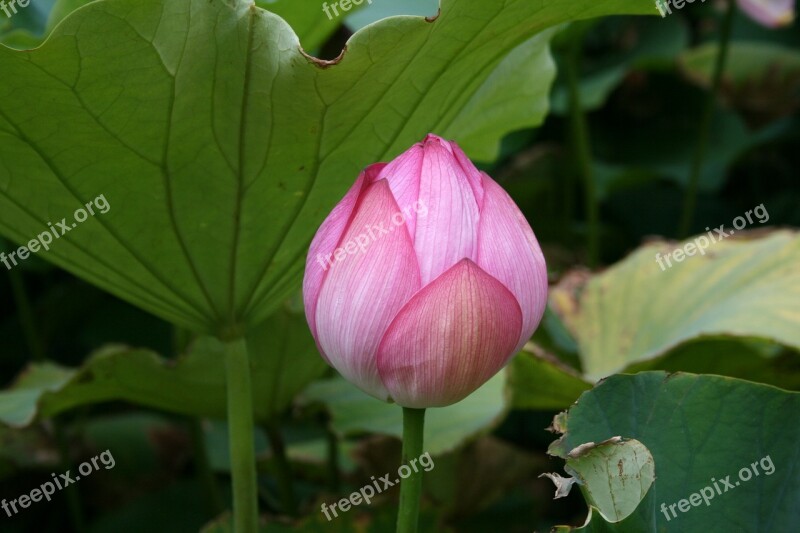 Pink Flower Floral Nature Botanical