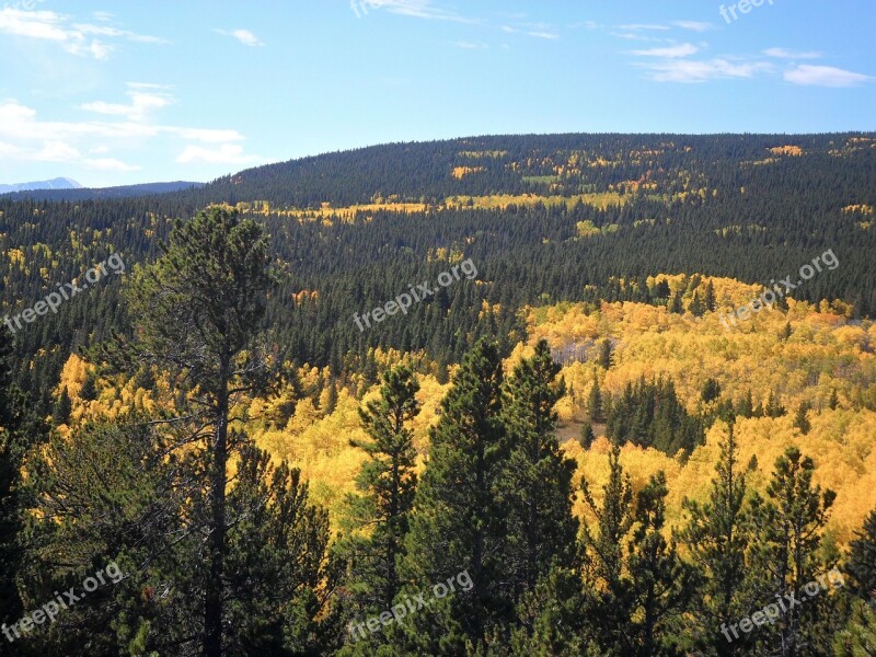 Landscape Trees Yellow Gold Season