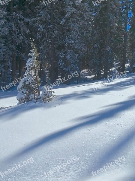 Snow Shadows Trees Winter Season