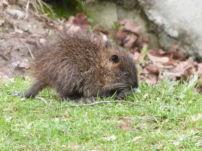 Animal Rat Nutria Rodent Free Photos