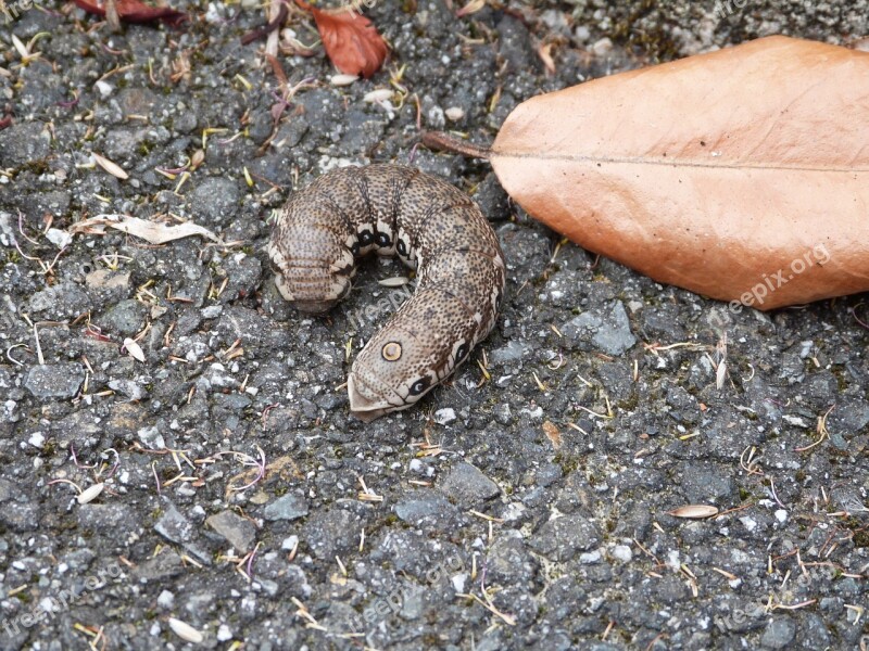 Insects Caterpillar Butterfly Sphinx Free Photos