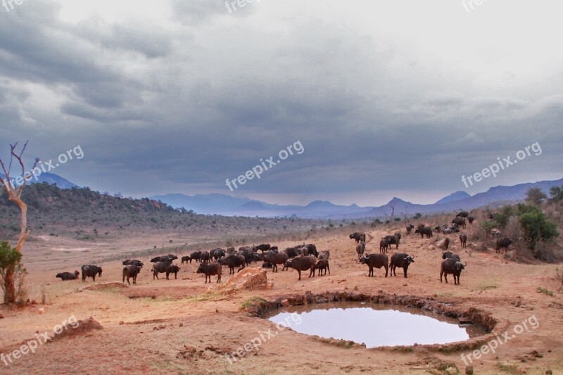 Watering Hole Buffalo Animals Africa Safari