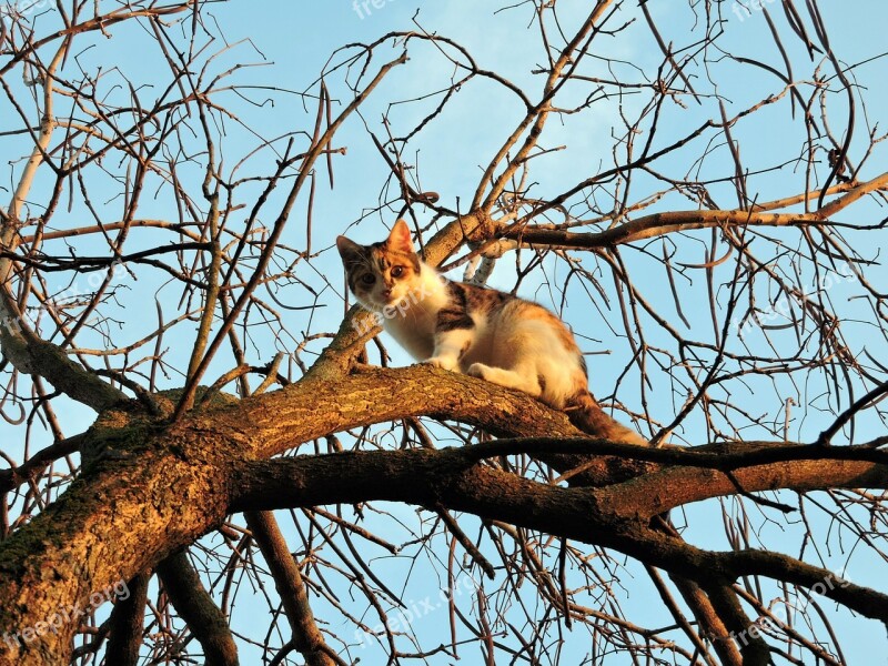 Cat Tree Branch Animal Feline