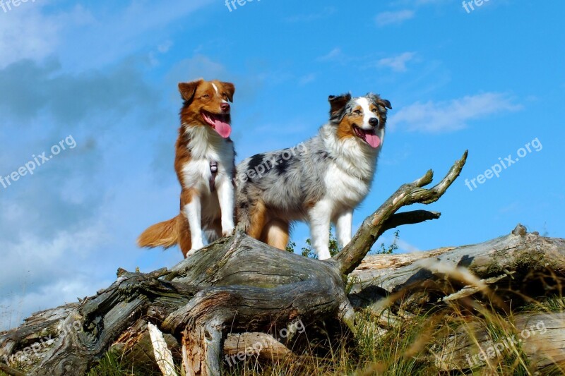 Dogs Australian Shepherd Log Nature Standing