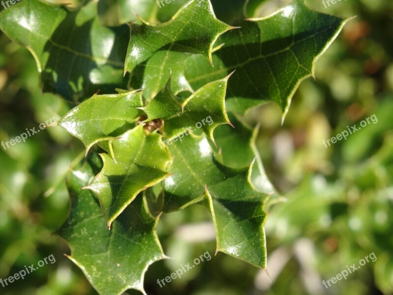 Holly Green Leaves Plants Nature