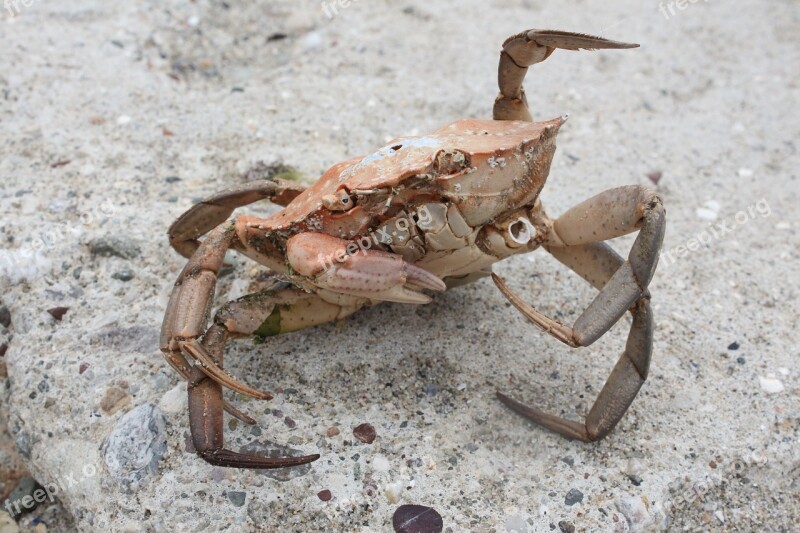 Crab Coastal Beach Stone Free Photos