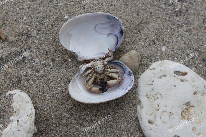 Oyster Crab Sand Stone Free Photos