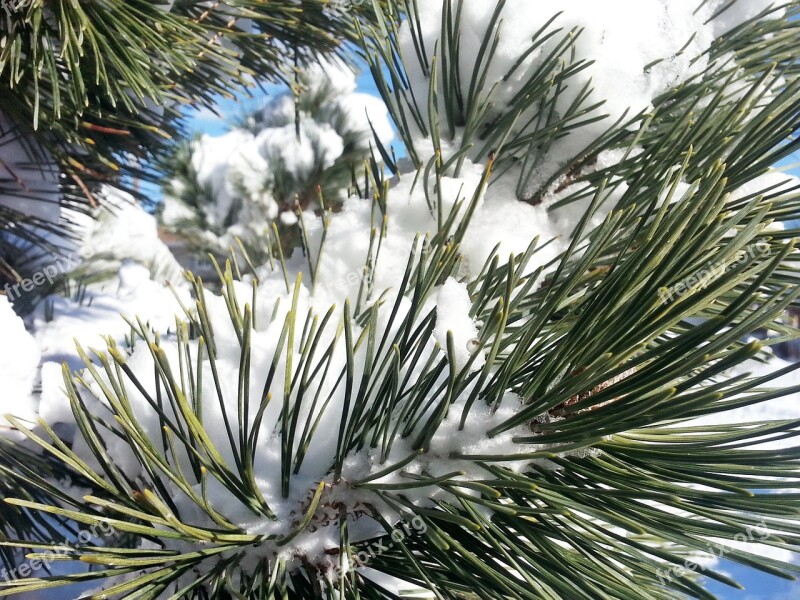 Twig Needles Branch Fir Tree