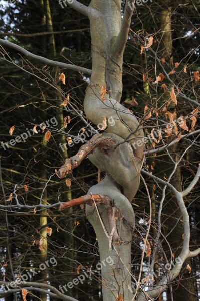 Log Knot Strange Tree Nature