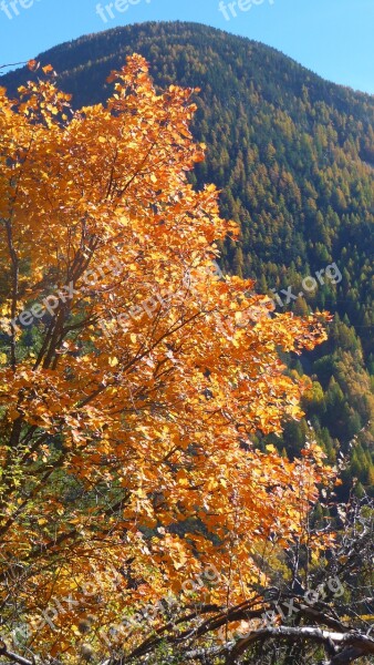 Fall Tree Color Foliage Mountain