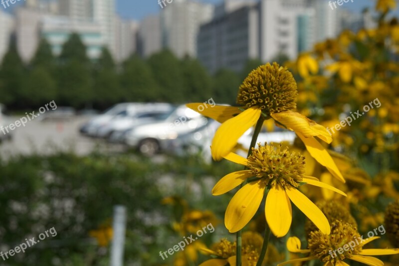 Autumn Yellow Flower Affix Free Photos