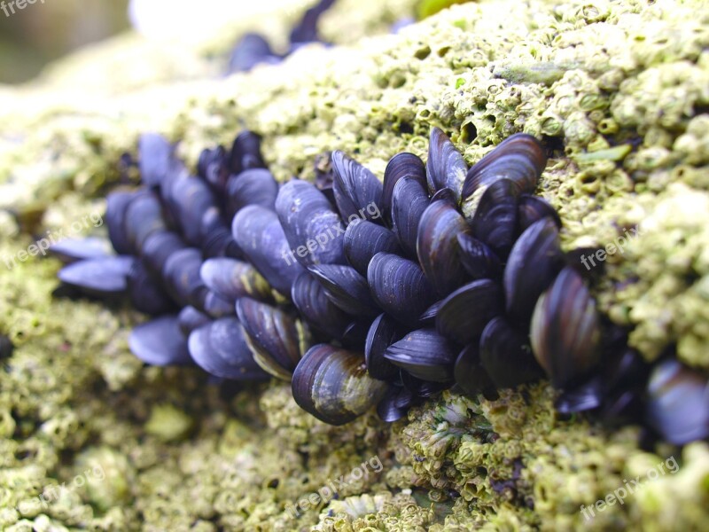 Mussels Mussel Animal World Molluscs Shells