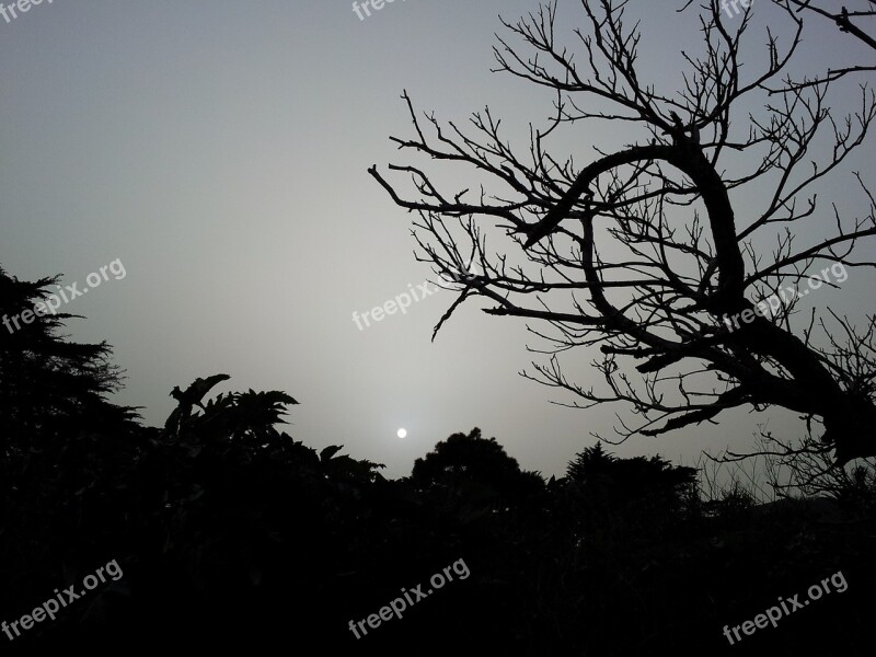 Darkness Gloomy Dark Tree Night