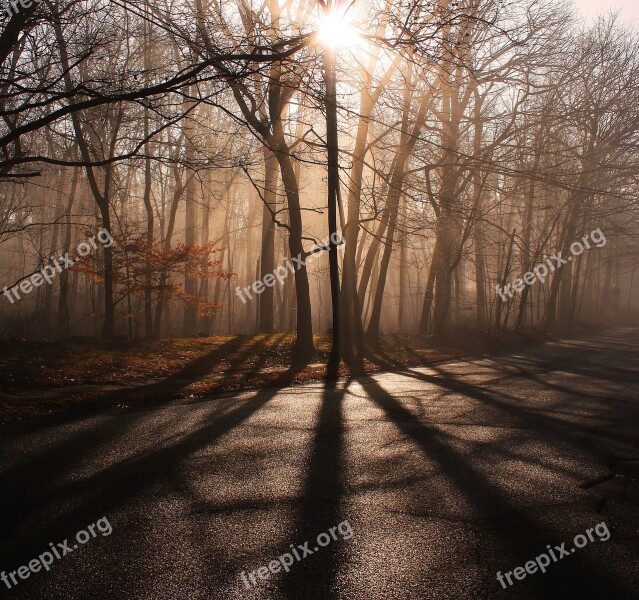 Shadows Roads Light Mystery Tree