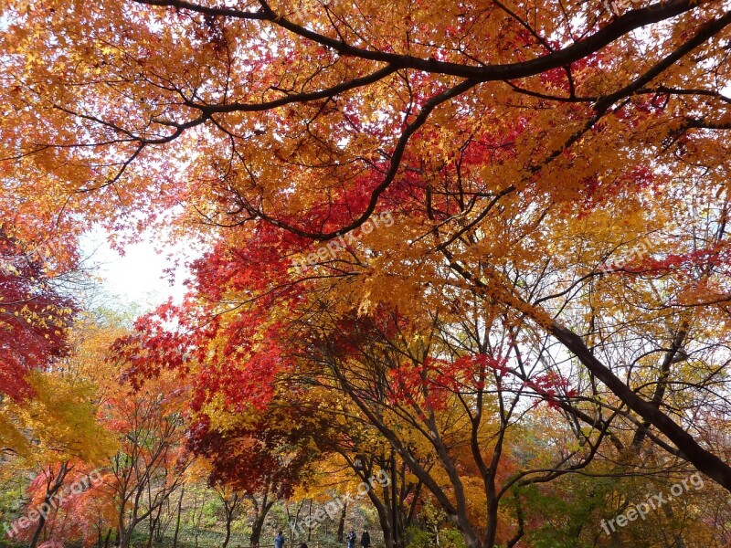 Landscape Autumn Autumn Leaves Nature Free Photos