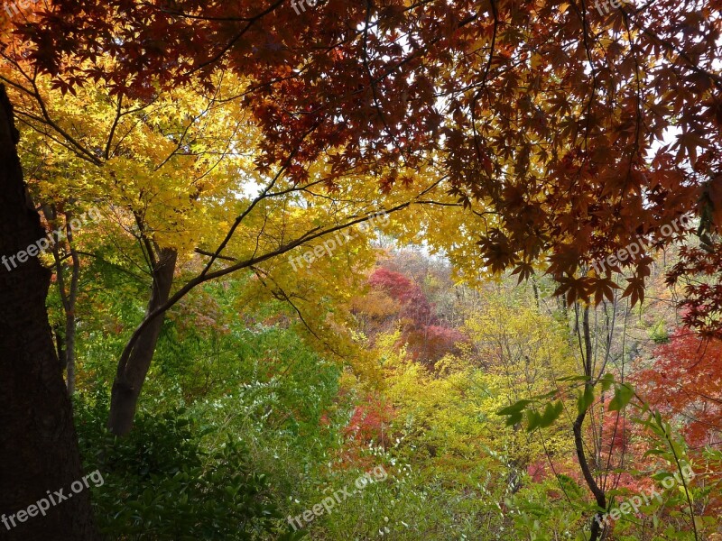 Landscape Autumn Autumn Leaves Nature Free Photos