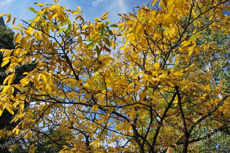 Tree Foliage Autumn Yellow Orange