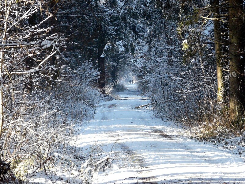 Winter Forest Away Nature Free Photos