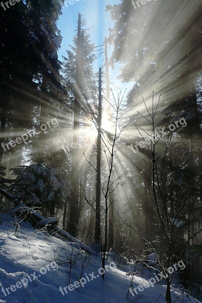 Winter Forest Corona Morning Sun New Year Free Photos