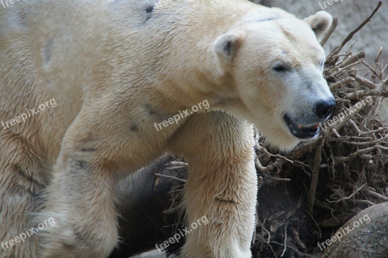 Polar Bear Predator Dangerous Close Up Mammal