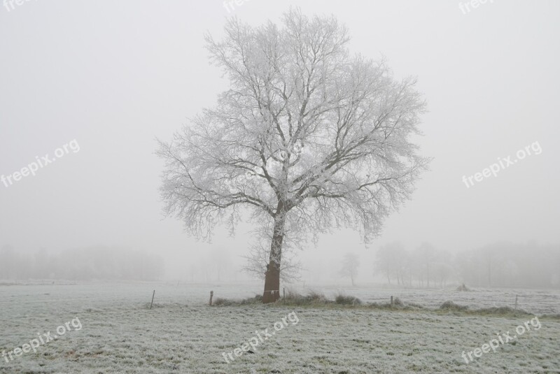 Winter Frost Tree Wintry Cold