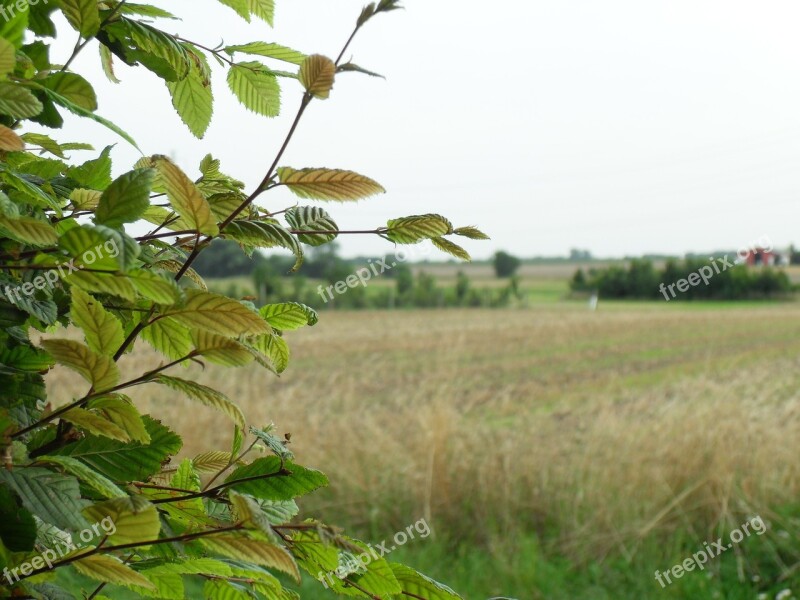 Beech View Mark Free Photos