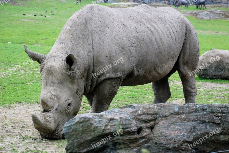 River Horse Animal Hippo Nature