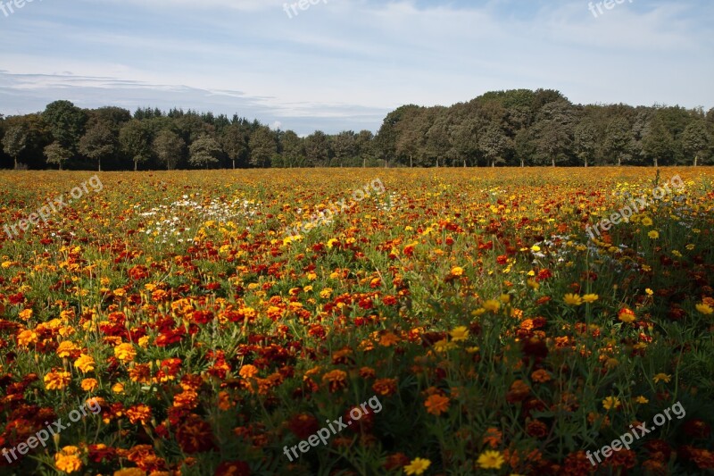 Flowers Meadow Nature Daisy Blossom