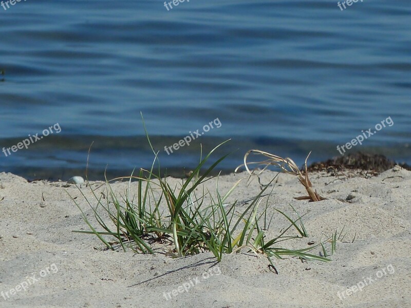 Beach Sand Grass Water Sand Beach