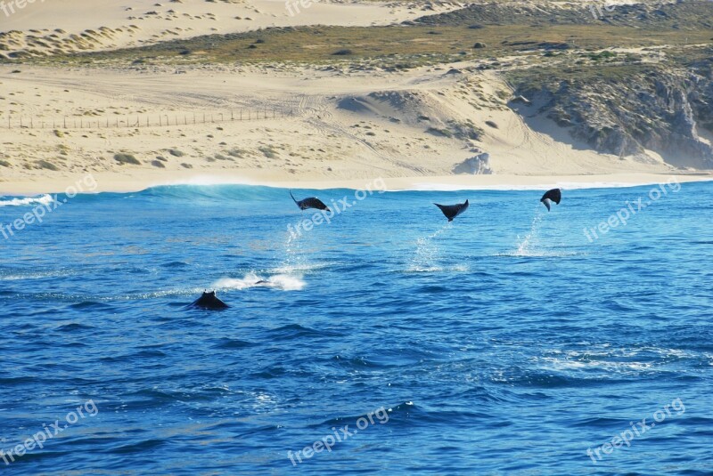 Stingray Los Cabos Mexico Ocean Water