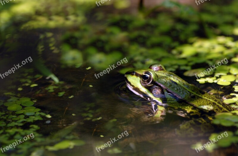 Frog Pond Green Amphibian Animal