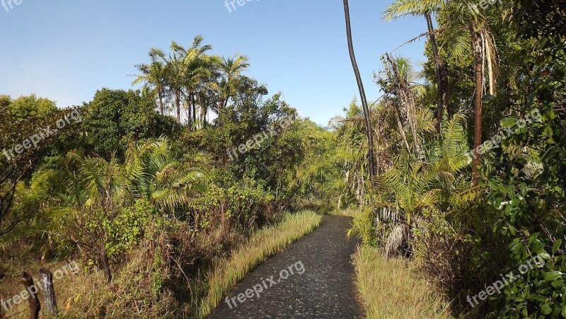 Tropical Rainforest Victoria Falls Zimbabwe Jungle