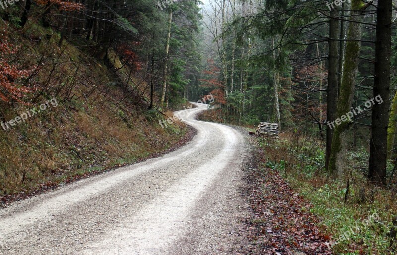 Away Forest Nature Forest Path Trees