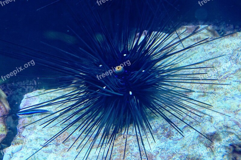 Sea Urchins Sea Animal Aquarium Spur Free Photos