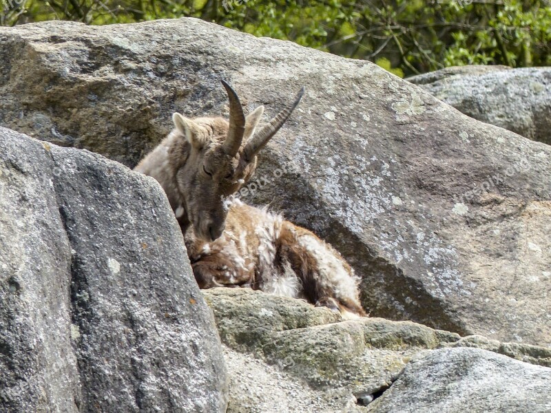 Alpine Ibex Capra Ibex Animal Mammal Mountain Goat