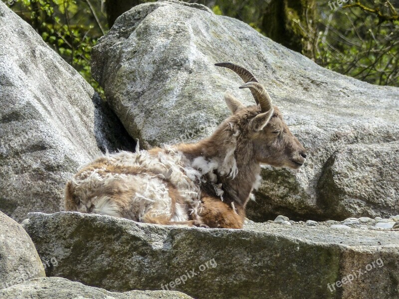 Alpine Ibex Capra Ibex Animal Mammal Mountain Goat