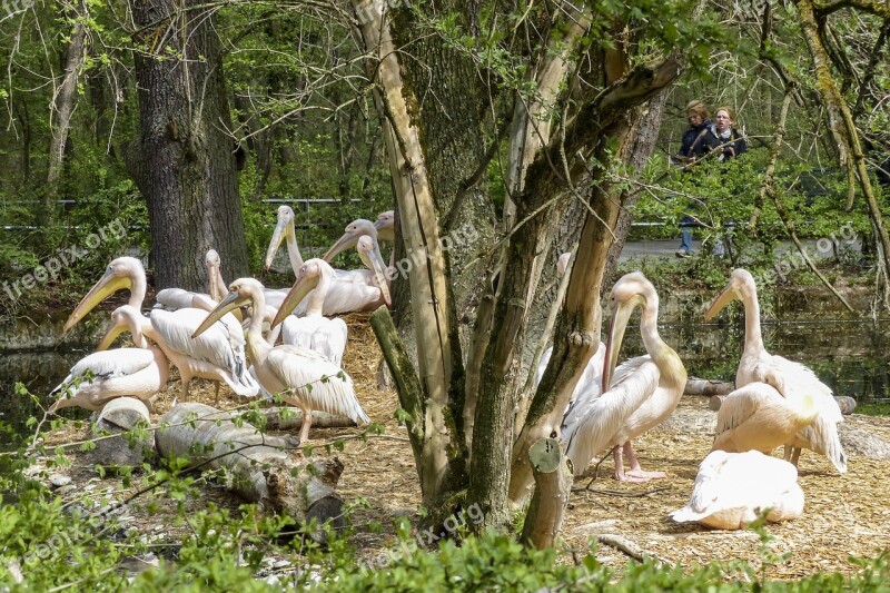 Pelican Pink Water Bird Animal Nature