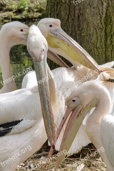 Pelican Pink Water Bird Animal Nature