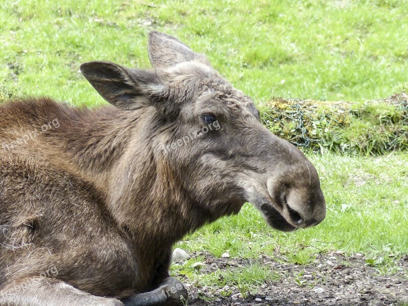 Moose Alces Alces Animal Wildlife Nature